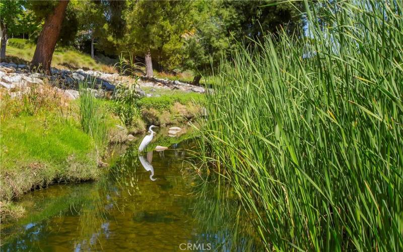 Enjoy a little bit of nature along the creek walk.