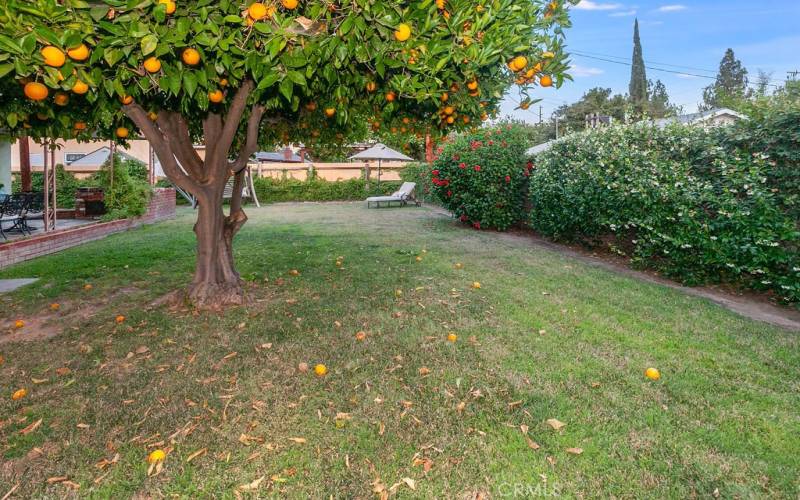 The private backyard will be a favorite entertainment destination with its large covered patio, sprawling green lawn, mature shade/citrus tree and generous side yard that is perfect for a garden or dog run.