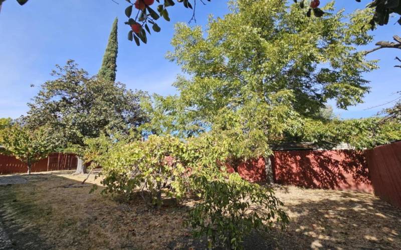 Backyard with Fruit trees