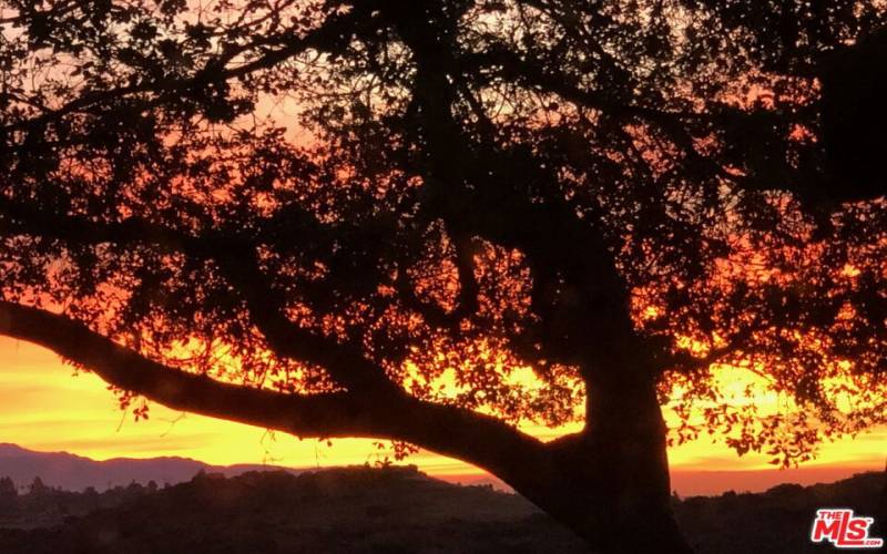 Oak tree at sunrise