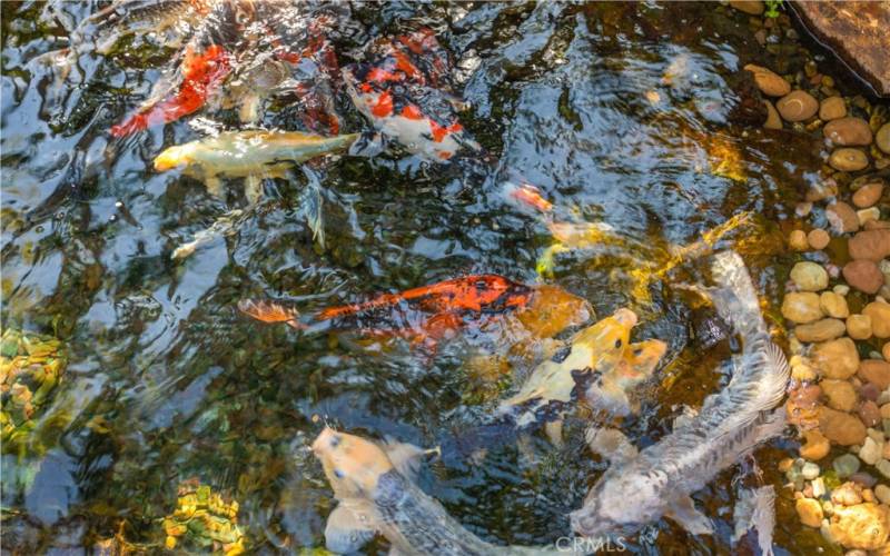 Koi pond