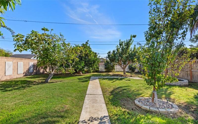 Abundant fruit trees.
