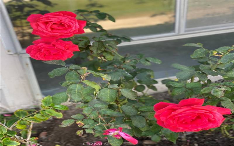 Flowers blooming in the front flower bed