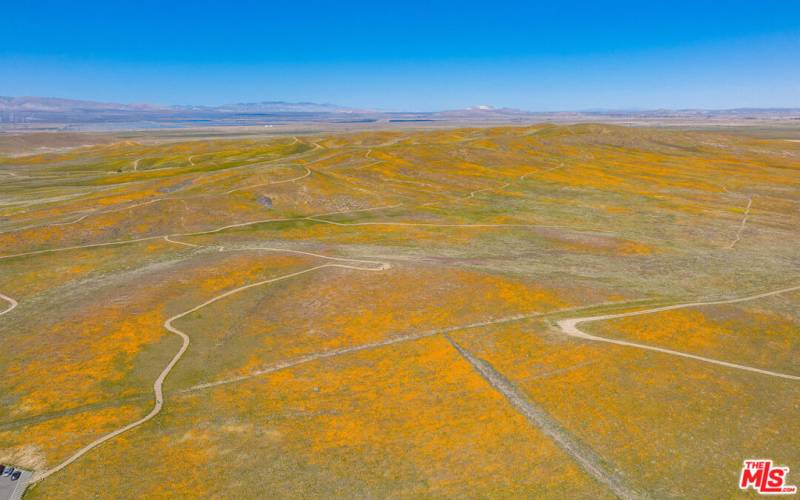 Nearby Antelope Valley California Poppy Reserve