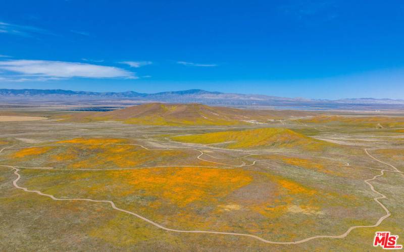 Nearby Antelope Valley California Poppy Reserve