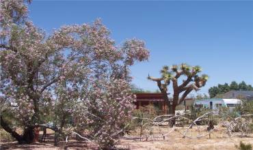 64838 Walpi Drive, Joshua Tree, California 92252, ,Land,Buy,64838 Walpi Drive,JT24224305