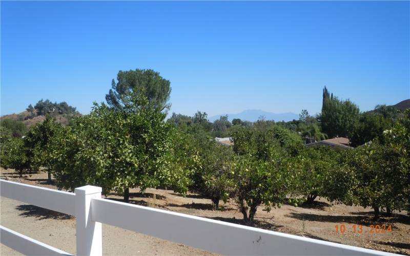 The fruit trees in the community are for resident's use...pick your own fruit!!