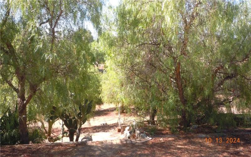 Mature trees on the property