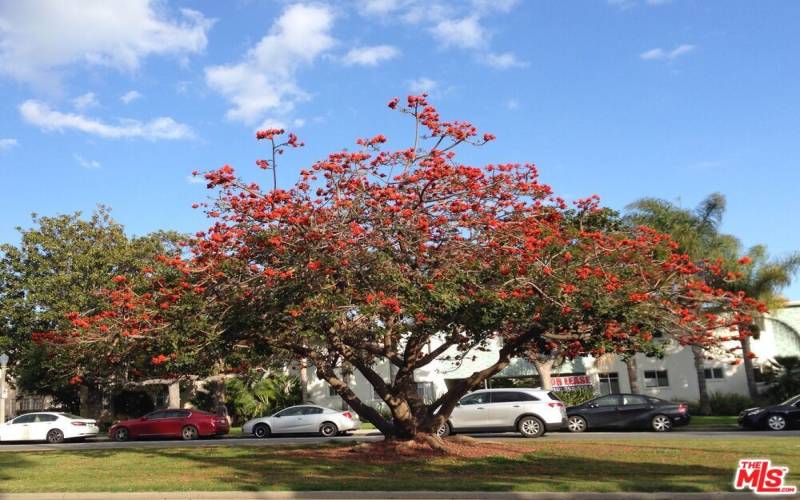 Greenbelt Coral Trees