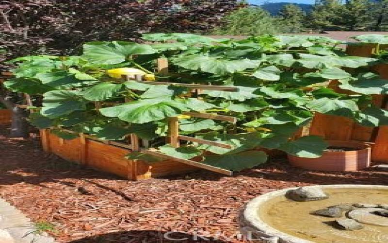 Back Garden Squash