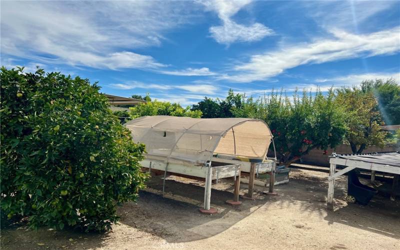 Garden with many fruit trees