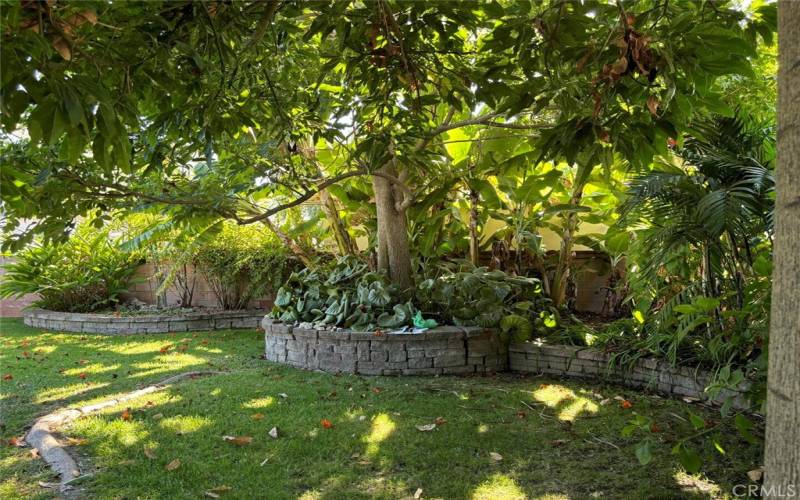 Lush Tropical Backyard