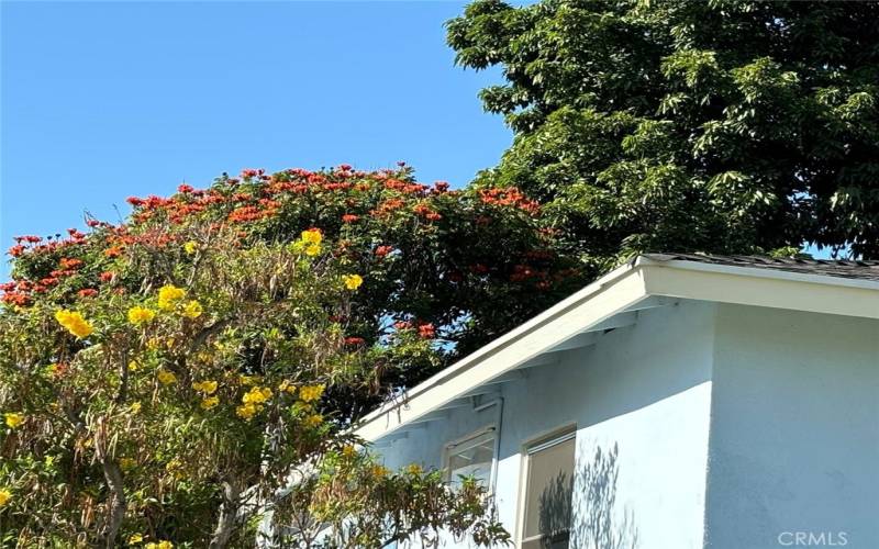 Orange Flowered African Tulip Tree