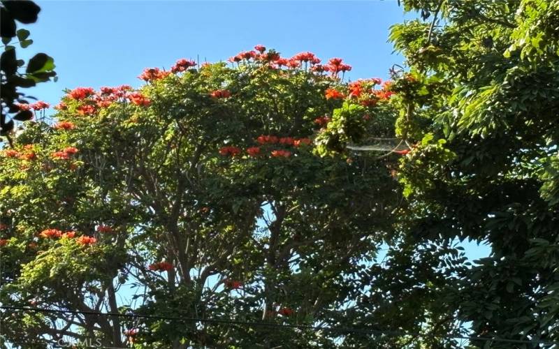 Orange Flowered African Tulip Tree