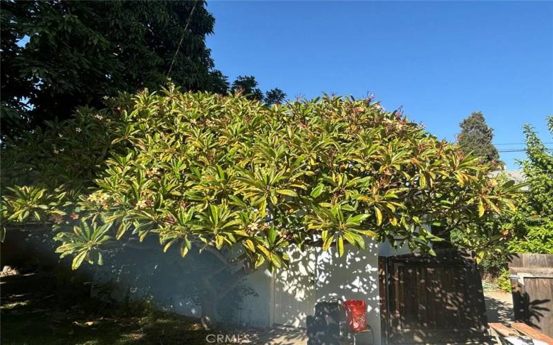 Giant Plumeria