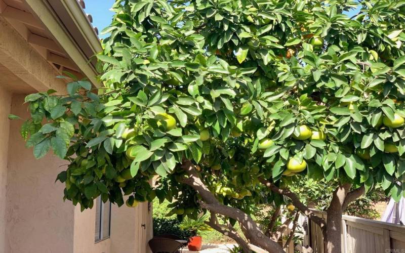 Fruit Grapefruit Tree