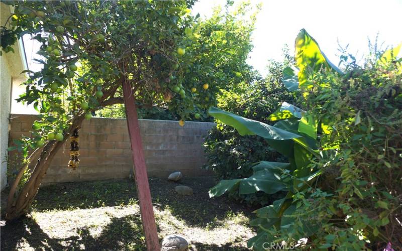 back yard with fruit trees