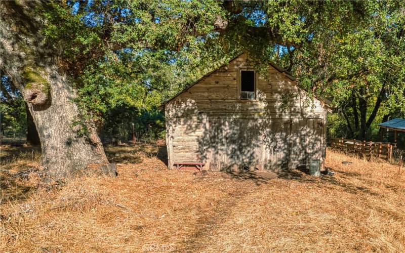 Majestic Oak next to barn