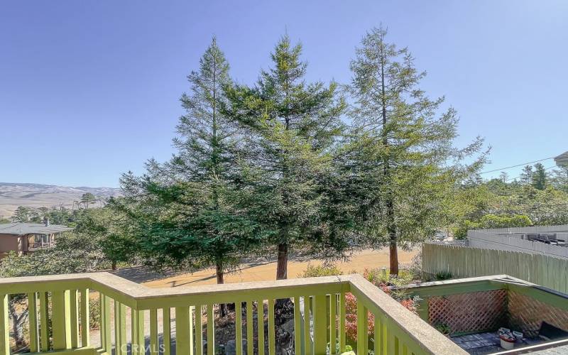 Redwood trees from the front deck