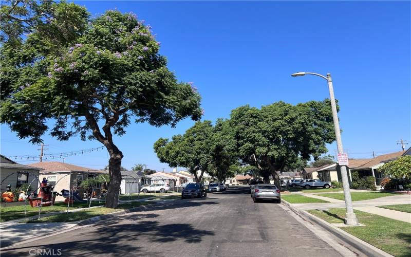 Tree lined street - north