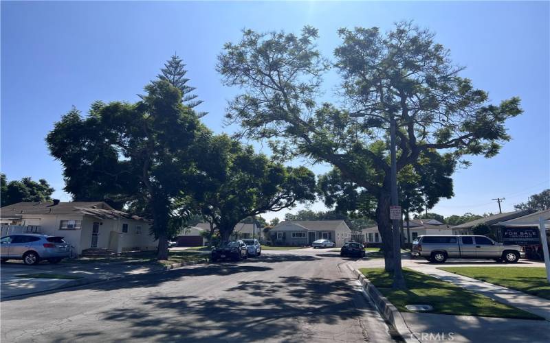 Tree lined street - south