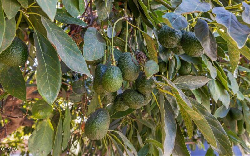 Avocado Tree