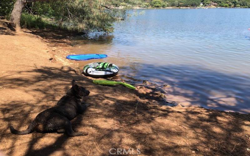 Dog Beach