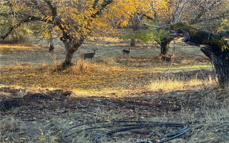 deer in yard