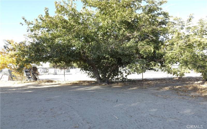 Mature Trees Providing Shade