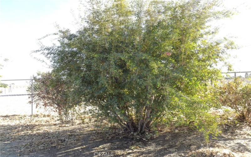 Pomegranate Tree