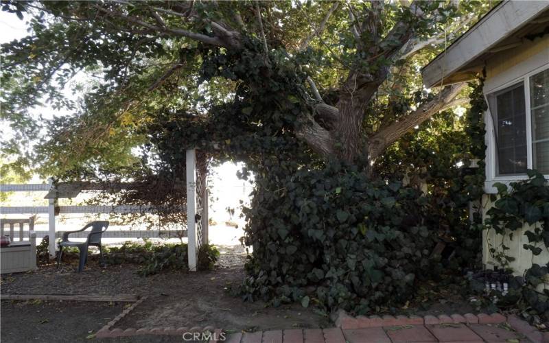 Mature Trees Providing Shade in Front Yard