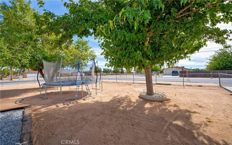 Mature shade trees