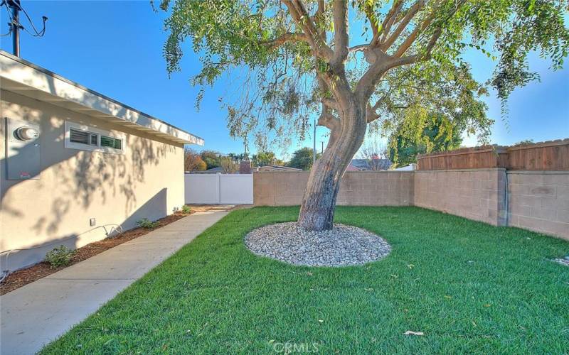 Backyard Grassy Area w/Beautiful Tree.