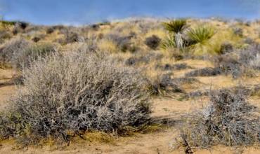 0 Campanula Street, Joshua Tree, California 92252, ,Land,Buy,0 Campanula Street,ML81986507