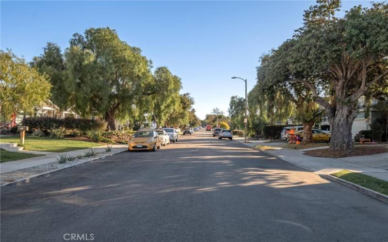 Tree-lined street