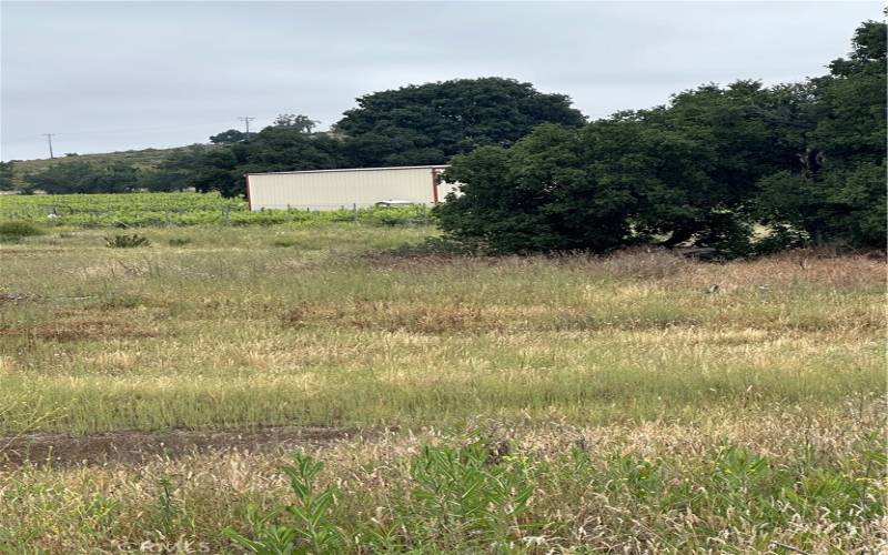 View of parcel and neighbors vineyard.