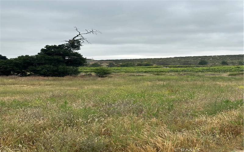 View of parcel with view of neighbors vineyard.