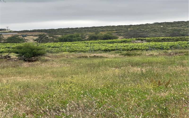 View of vineyard next to the parcel on its eastern boundary.