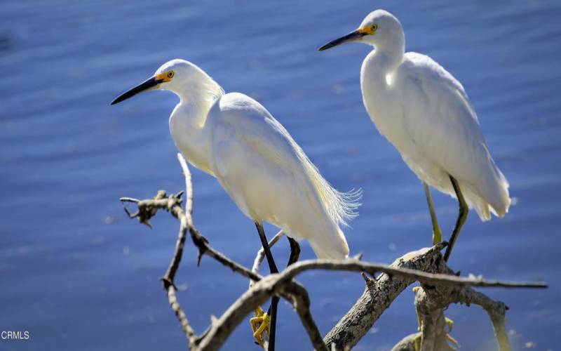 Egrets Ventura