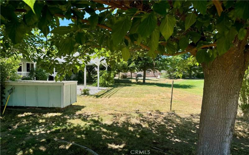 Lots of green yard space.