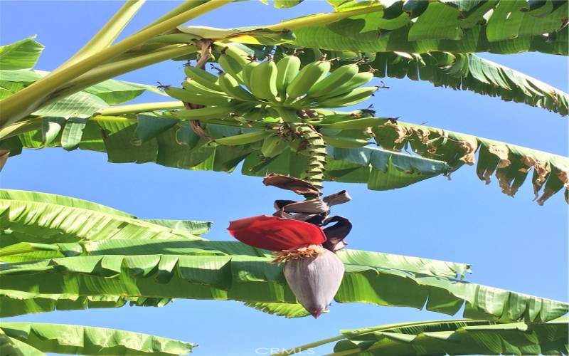 Multiple banana trees