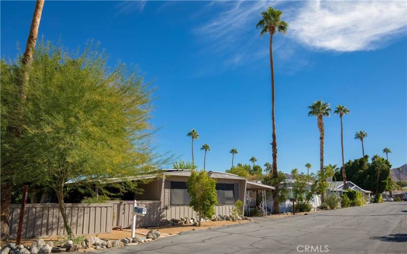 Beautiful Palm Tree Lined Street