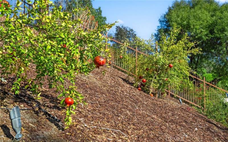 pomegranate tree