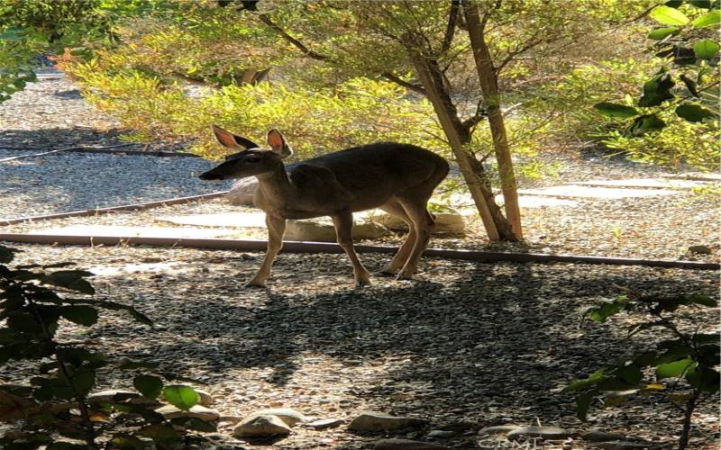 Deer back yard