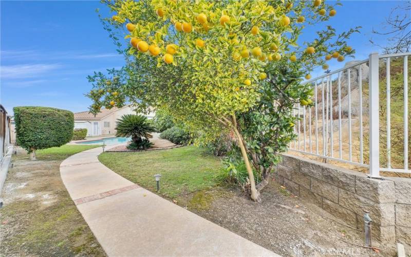 One of 4 fruit trees off pool area