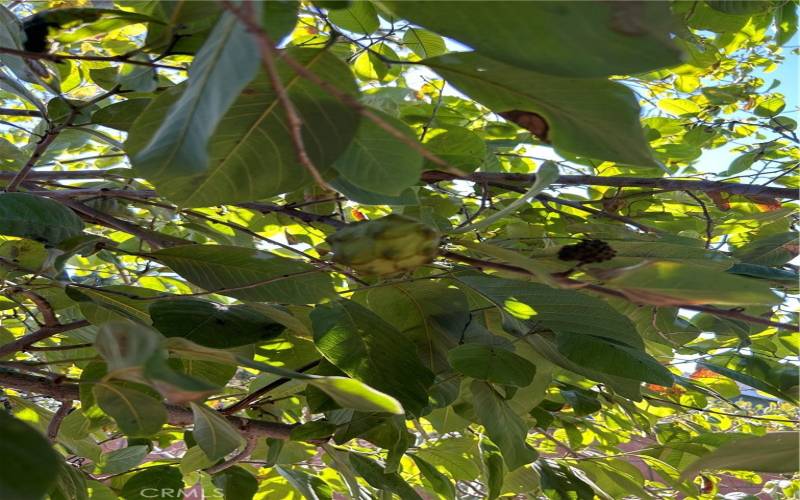 Guanabana