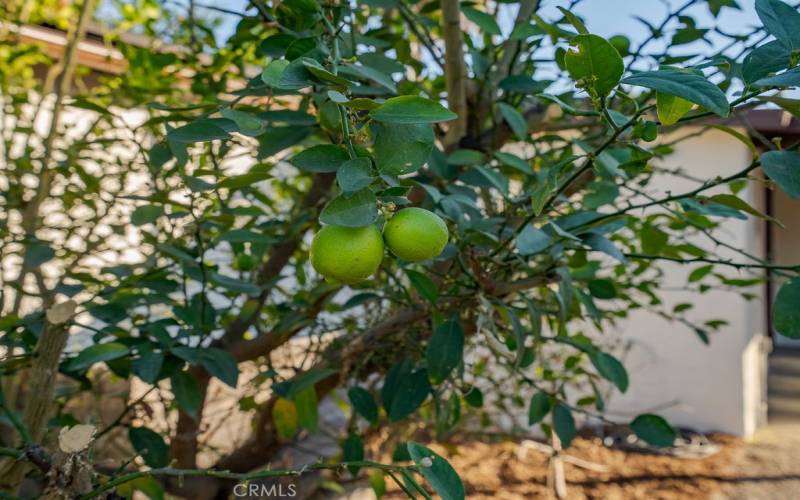 Fruit tree!