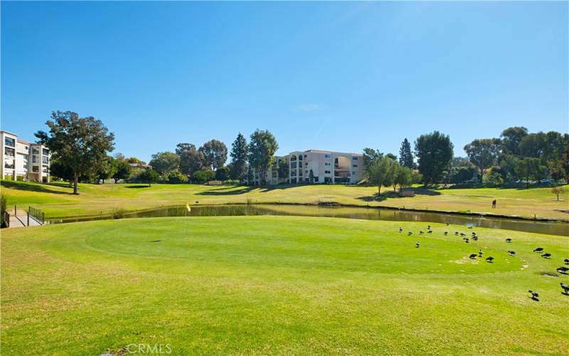 Water course and vistas over some of the golf course.