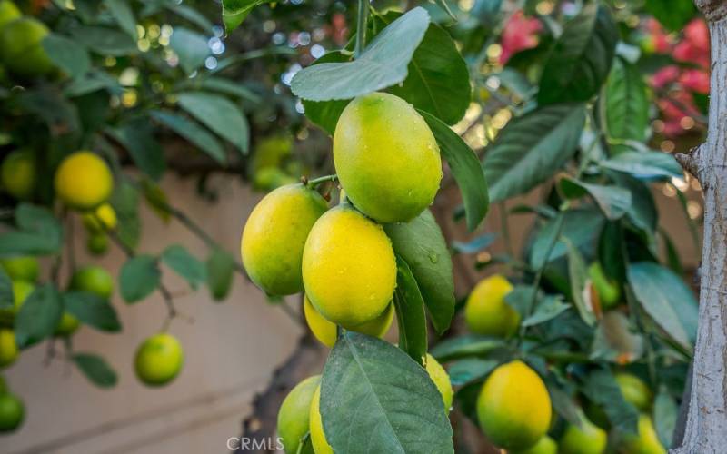 ripening lemons in the backyard