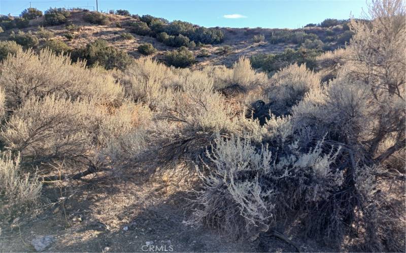 Vegetation on the parcel on the lower part